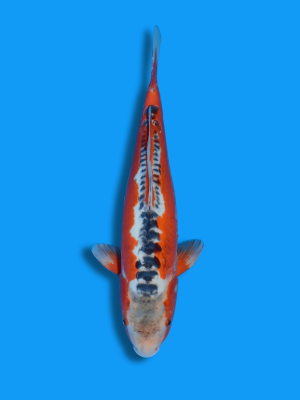 Hi Shusui kaufen | Koi&Co.